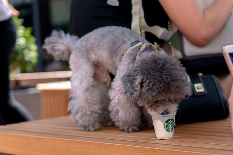 caffeine 1003656394 a dog licking whipped cream out of a starbucks cup