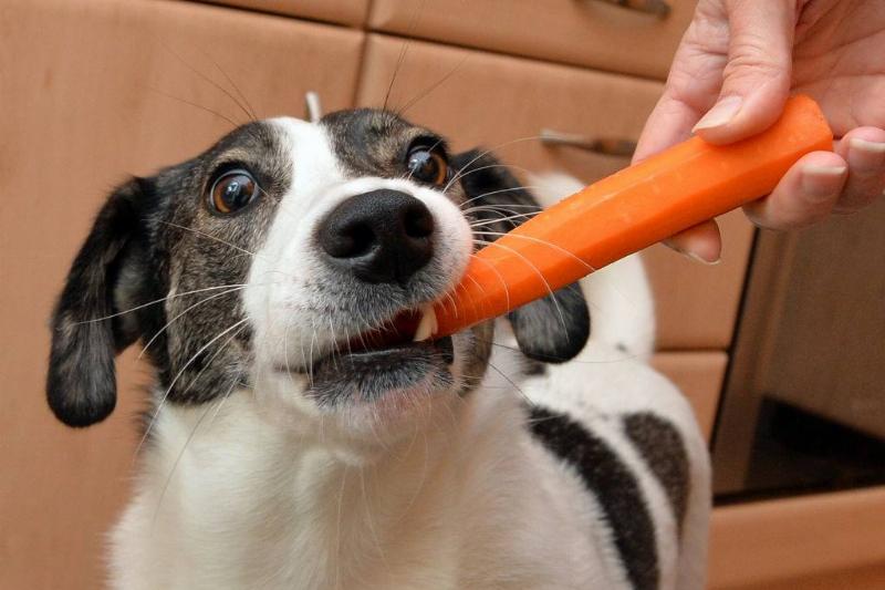 carrot 1039091350 someone feeding a whole carrot to a dog