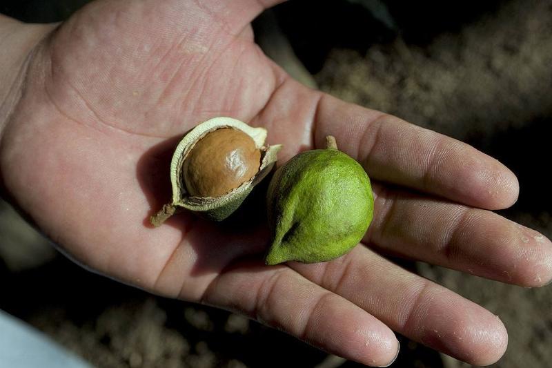 macadamia nut 452307806 someone holding an open macadamia nut