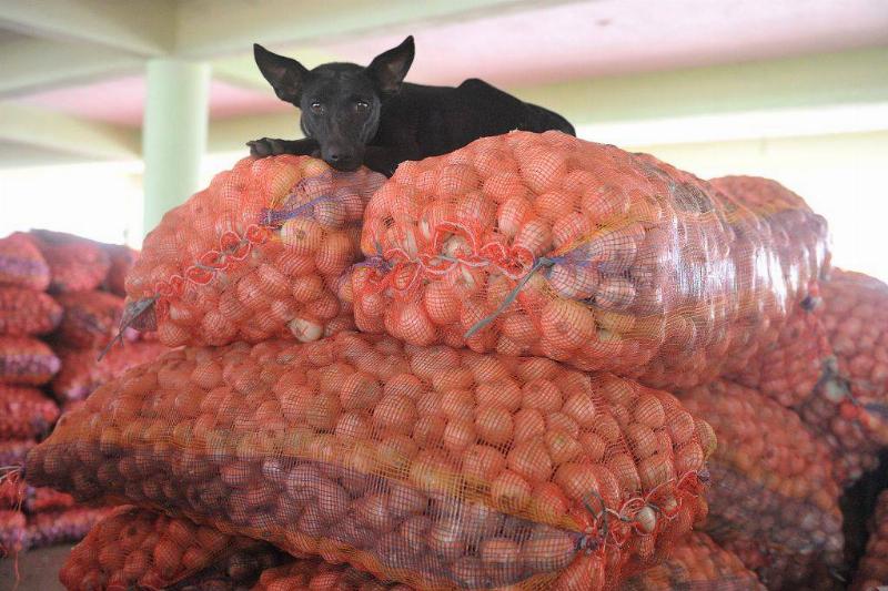 onions 1169018928 a black dog on top of several bags of onions