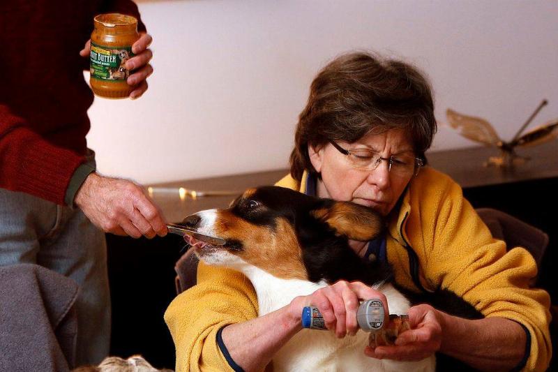 peanut butter 493019255 a dog being fed peanut butter from a jar