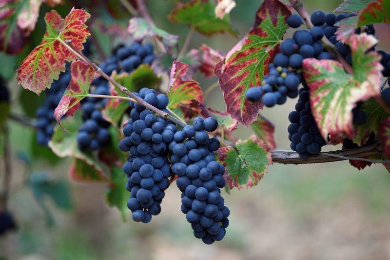Grapes