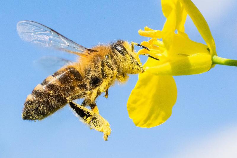 bee pollen-1209554506 A bee is covered in pollen.