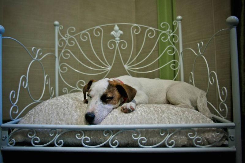 dog sleeping 112703594 a dog sleeping on a special dog bed