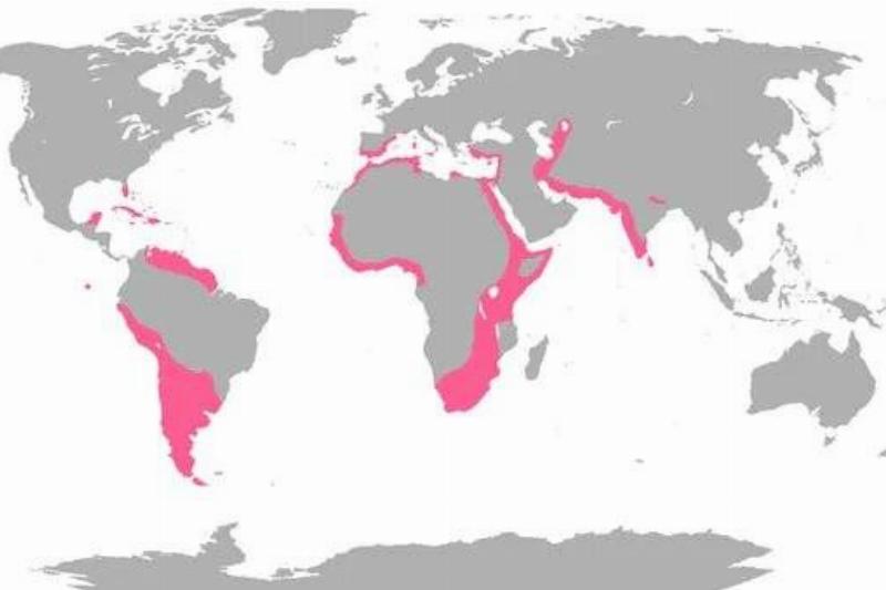 Where Flamingos Flock In The Wild
