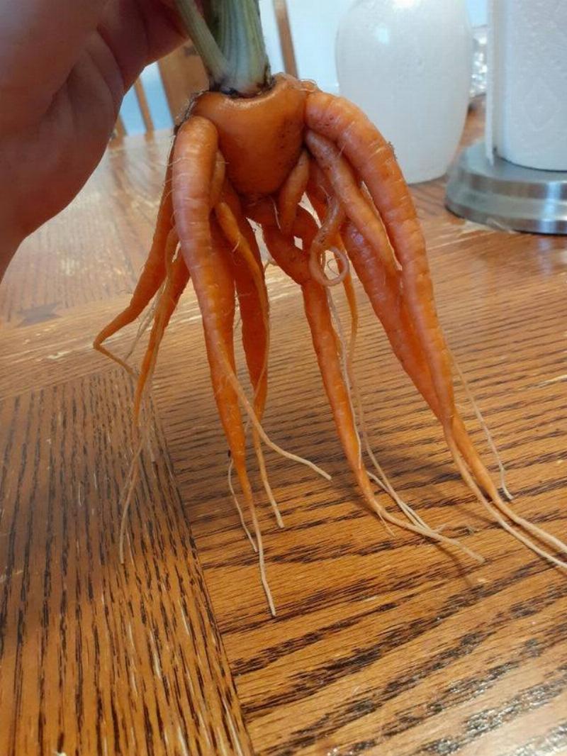 a carrot that looks like it has a lot of legs 