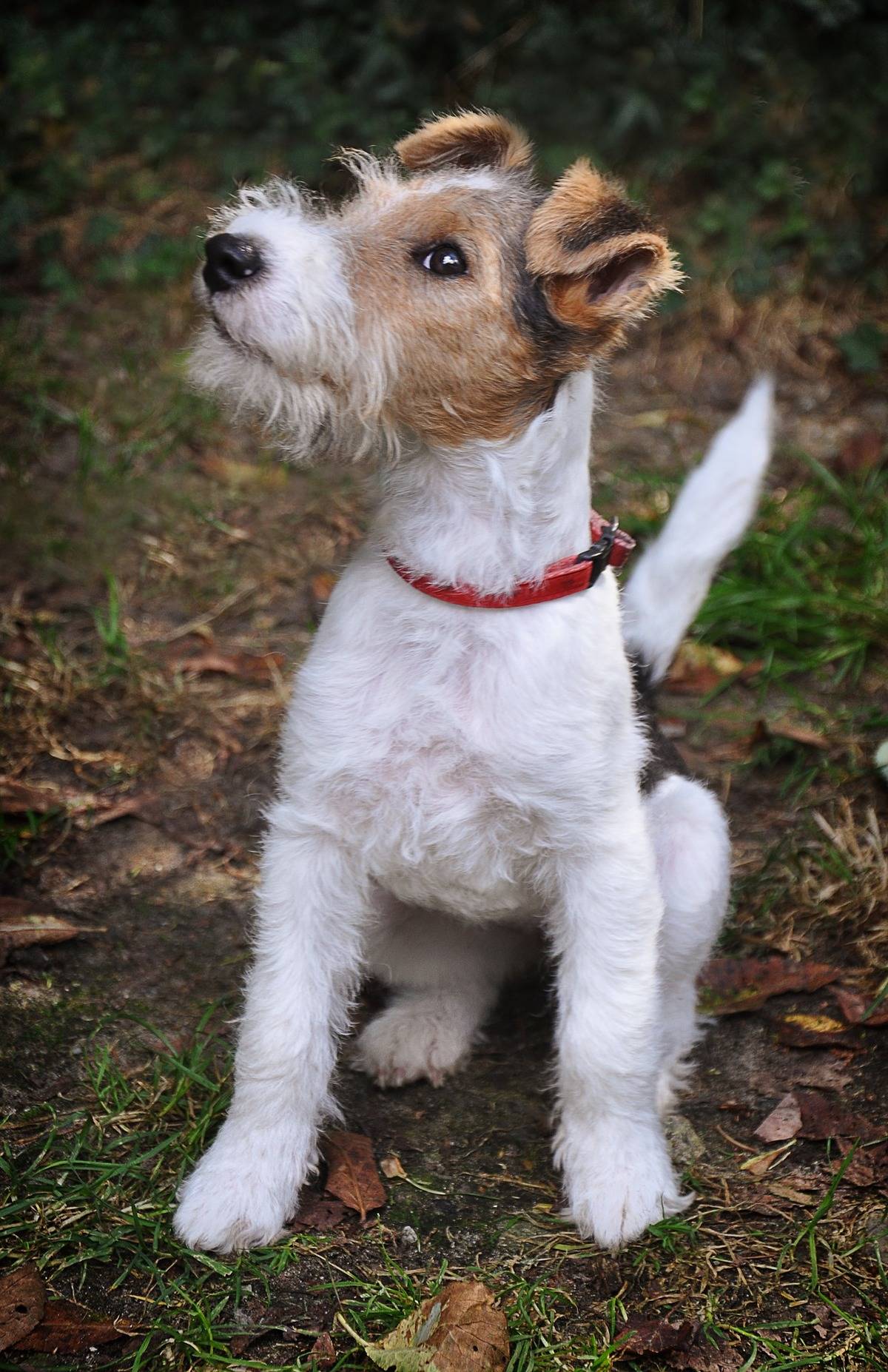 dog-2668442_1920