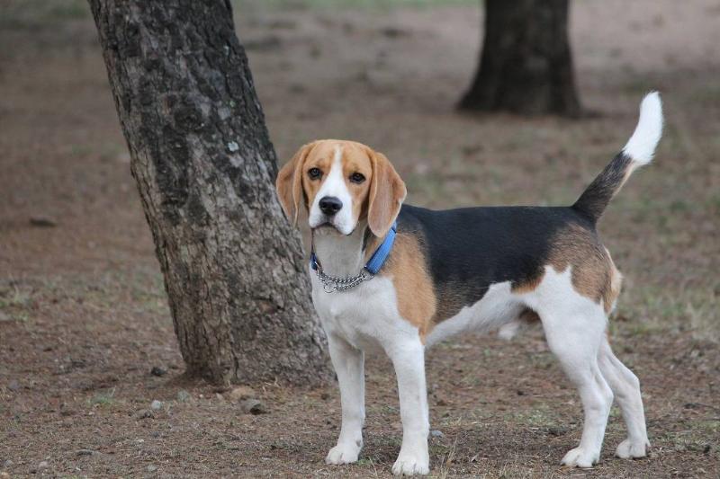 dog-2845798_1920