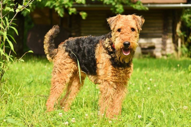 dog-3526279_1920