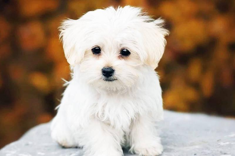 dog breeds_04 dog breeds_04