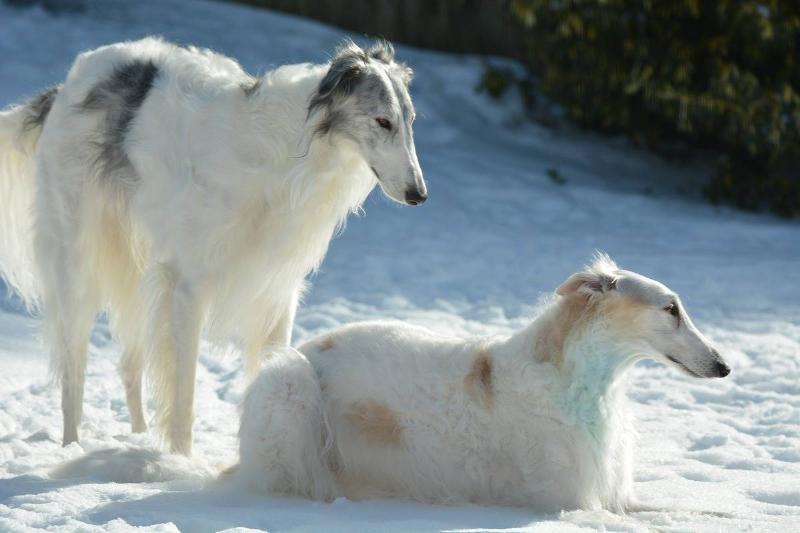 dogs-4033282_1920