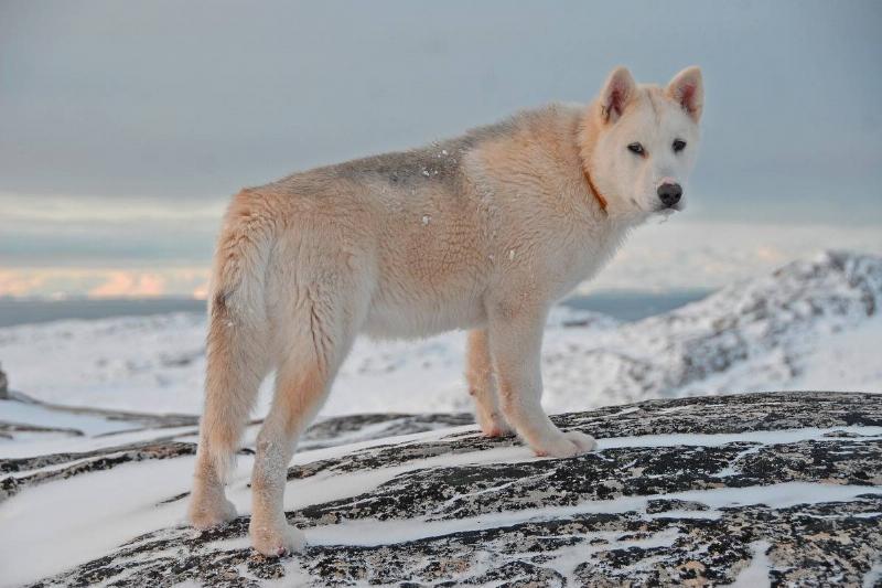 greenland-dog-1969010_1920