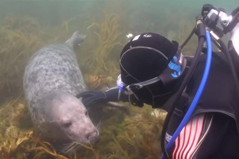 scuba-seal-encounter-21-22102 scuba-seal-encounter-21-22102