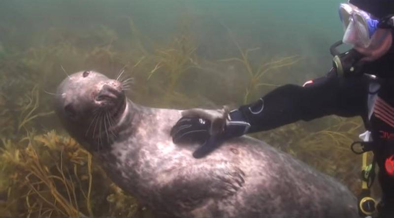 scuba-seal-encounter-23-24719 scuba-seal-encounter-23-24719