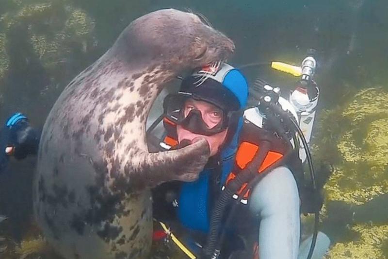 seal-diver seal-diver
