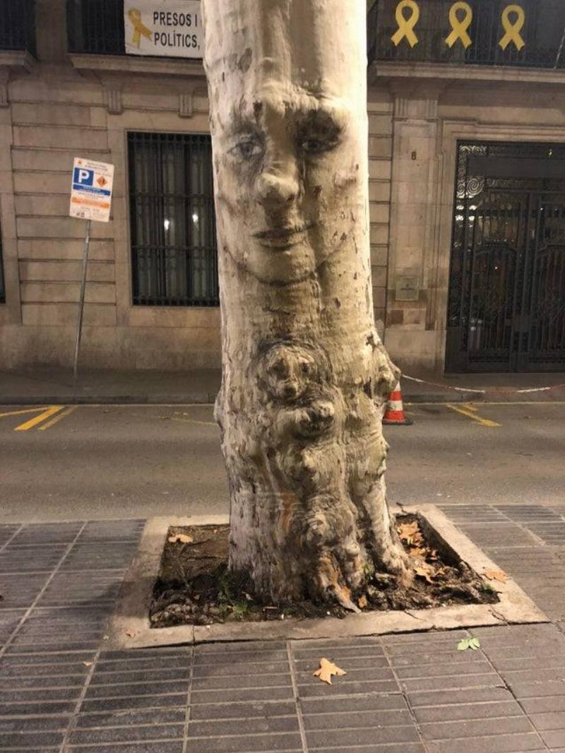 tree that has a face in it 