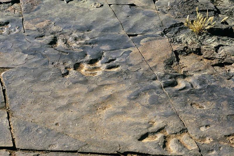 Picture of footprints 