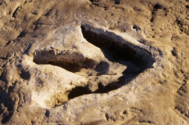 Picture of a fossilized foot 