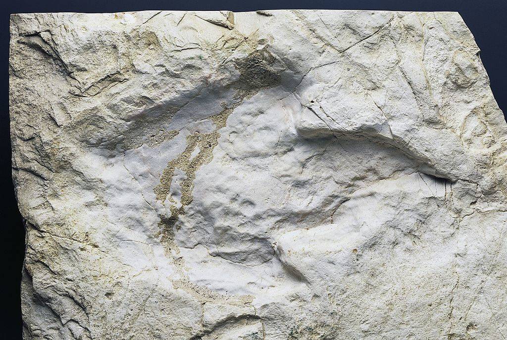 Picture of a fossil footprint 