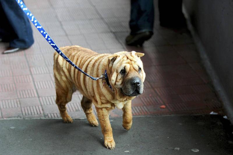 Tsunami, a female Shar Pei Tsunami, a female Shar Pei