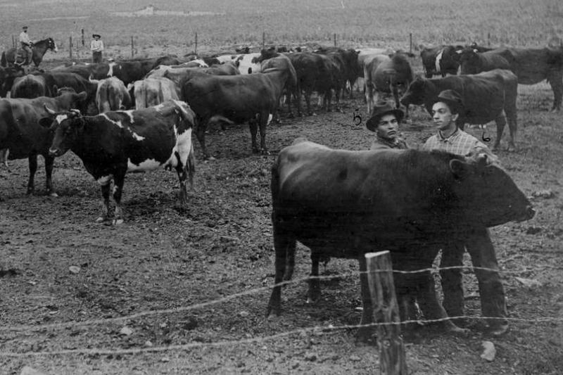 barbed wire-1147826186 Cattlemen handle cattle in a barbed wire fence in the 1890s.