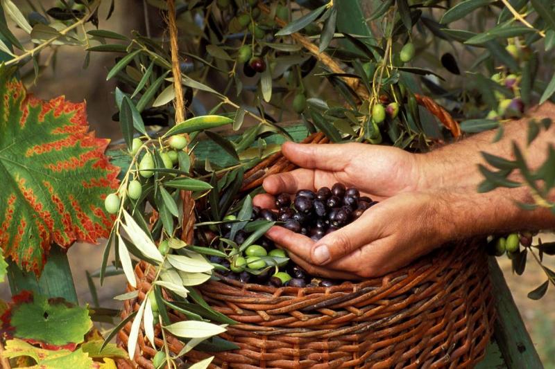 CUEILLETTE DES OLIVES DANS LE VAR CUEILLETTE DES OLIVES DANS LE VAR