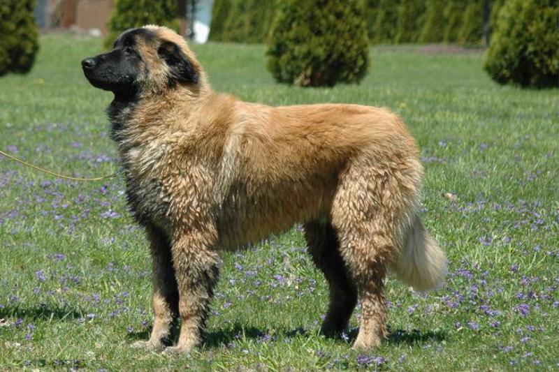 estrela mountain dog estrela mountain dog