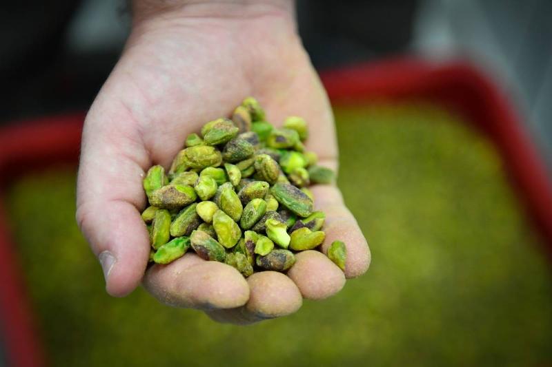 FRANCE-AGRICULTURE-ENVIRONMENT-FOOD-PISTACHIOS FRANCE-AGRICULTURE-ENVIRONMENT-FOOD-PISTACHIOS