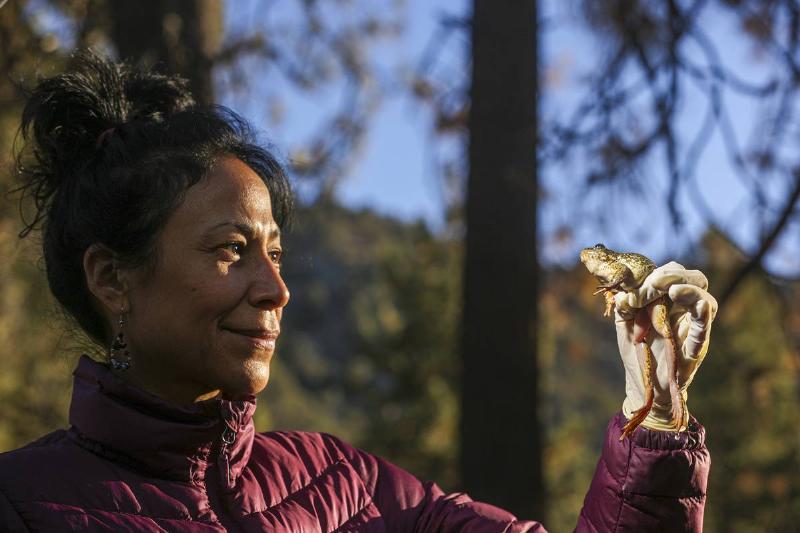 Relocation of endangered yellow-legged frog by USGS biologists. Relocation of endangered yellow-legged frog by USGS biologists.