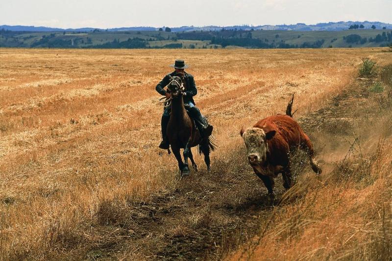 Life Of A Cowboy Was Dirty From Beginning To End Life Of A Cowboy Was Dirty From Beginning To End