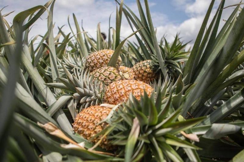 Pineapple Naturally Prevents Pro-Inflammatory Proteins Pineapple Naturally Prevents Pro-Inflammatory Proteins