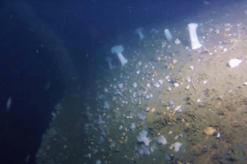 They Could Explore The S.S. Selja