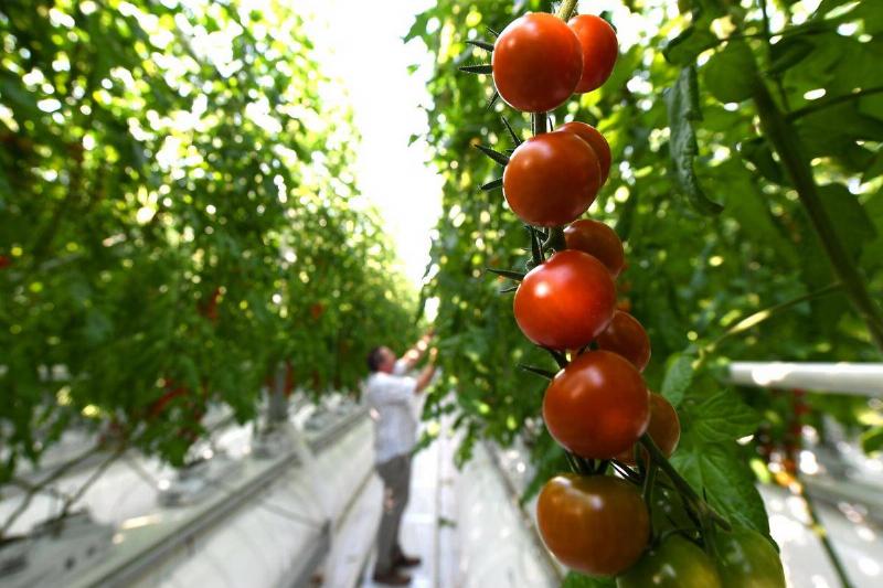 Tomatoes' Anti-Inflammatory Power Can Aid Depression Tomatoes' Anti-Inflammatory Power Can Aid Depression