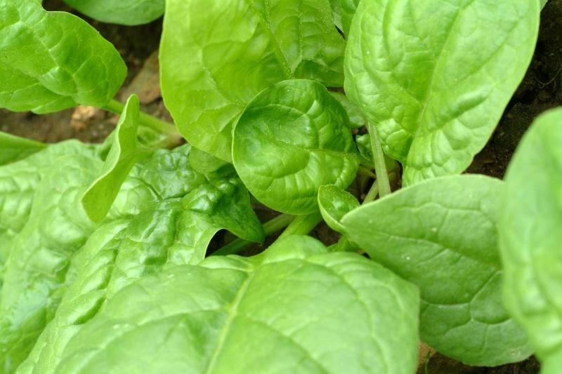 spinach spinach