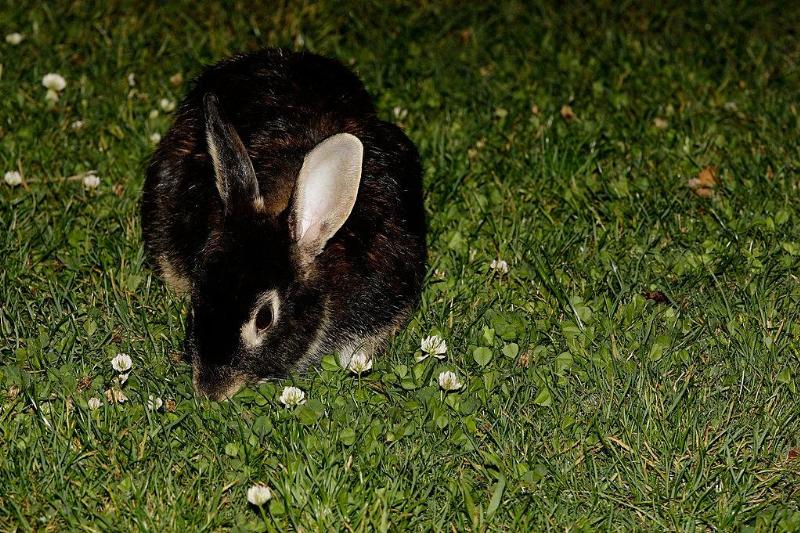 Picture of rabbit 