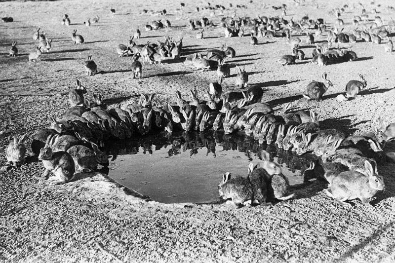 Picture of rabbits 