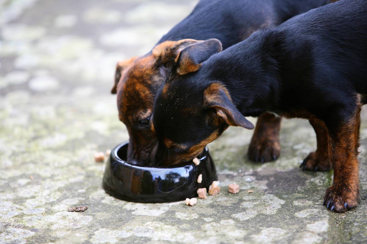 dog food Two dogs eat from a food bowl.