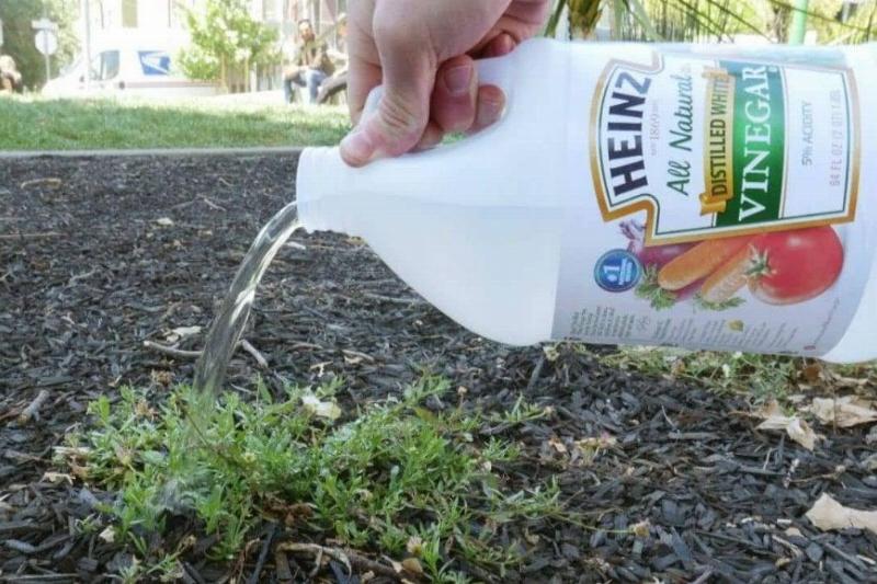 vinegar-garden vinegar-garden