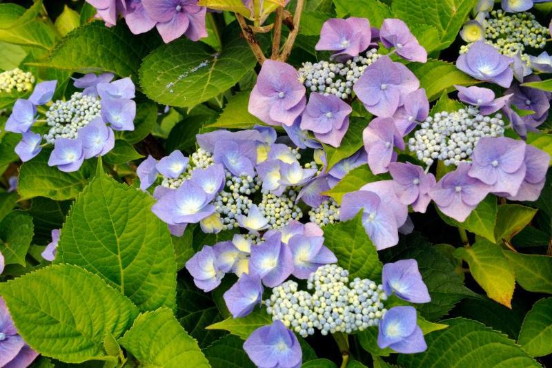 blue-hydrangeas blue-hydrangeas
