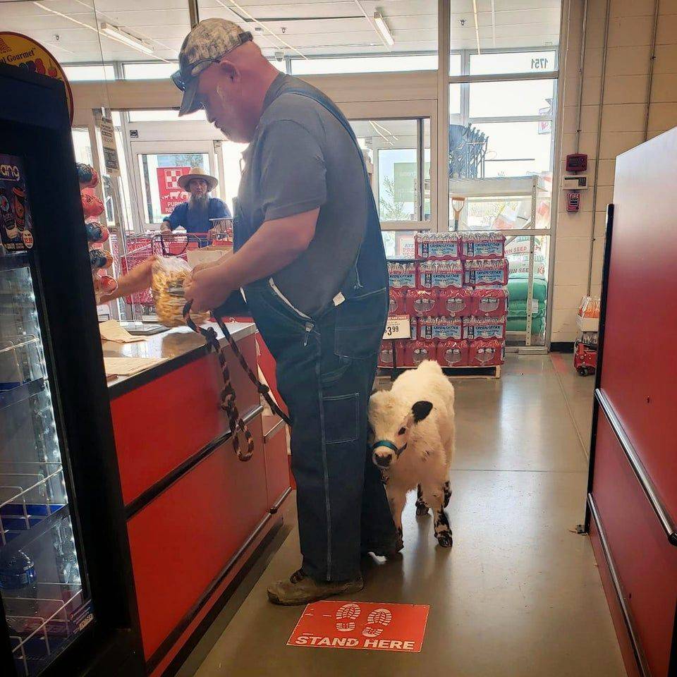 baby cow in grocery store checkout