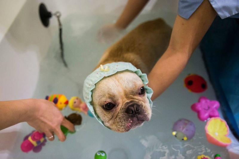 dog-bath dog-bath