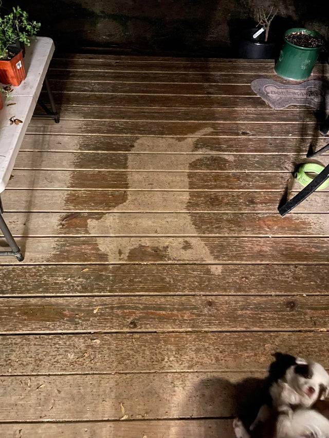dog shape on wet deck 