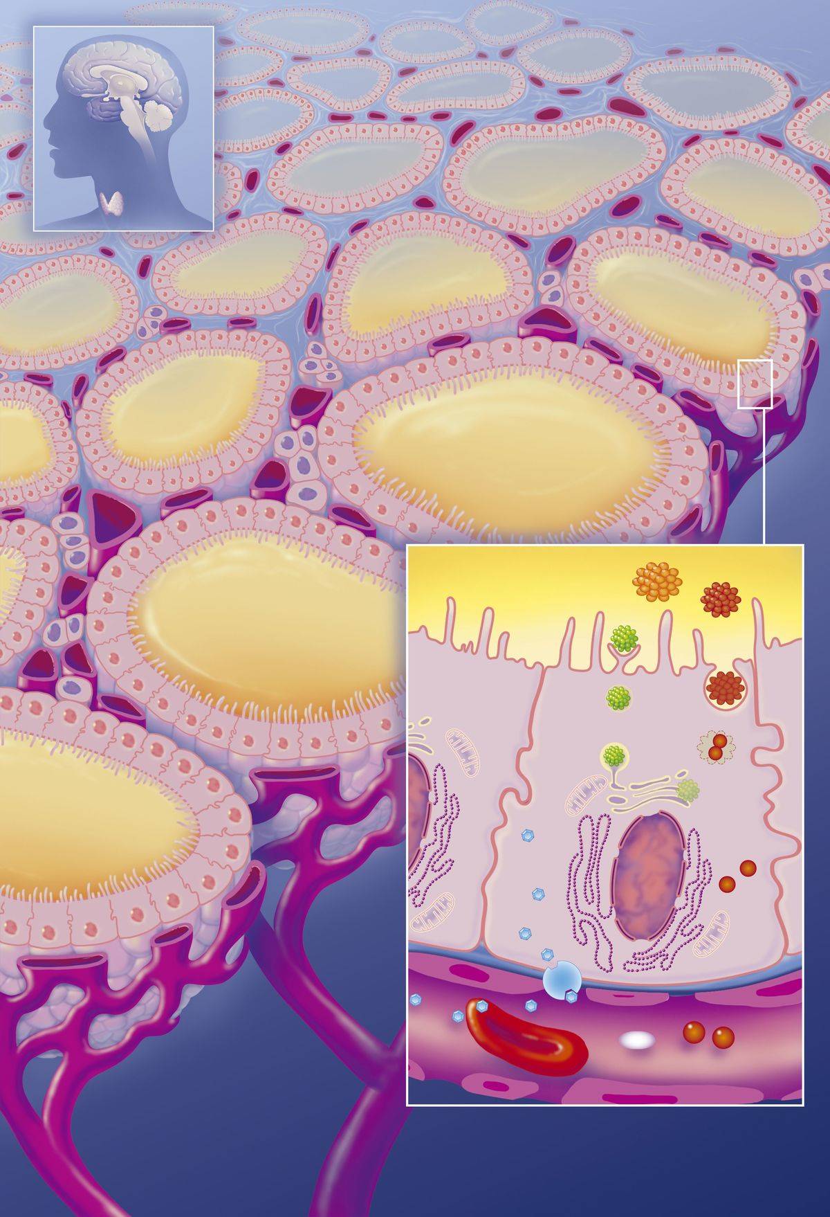 A diagram shows follicle cells int he thyroid.
