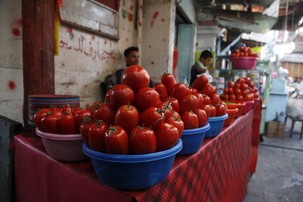 Circular tubs of tomatoes are lined on a table.