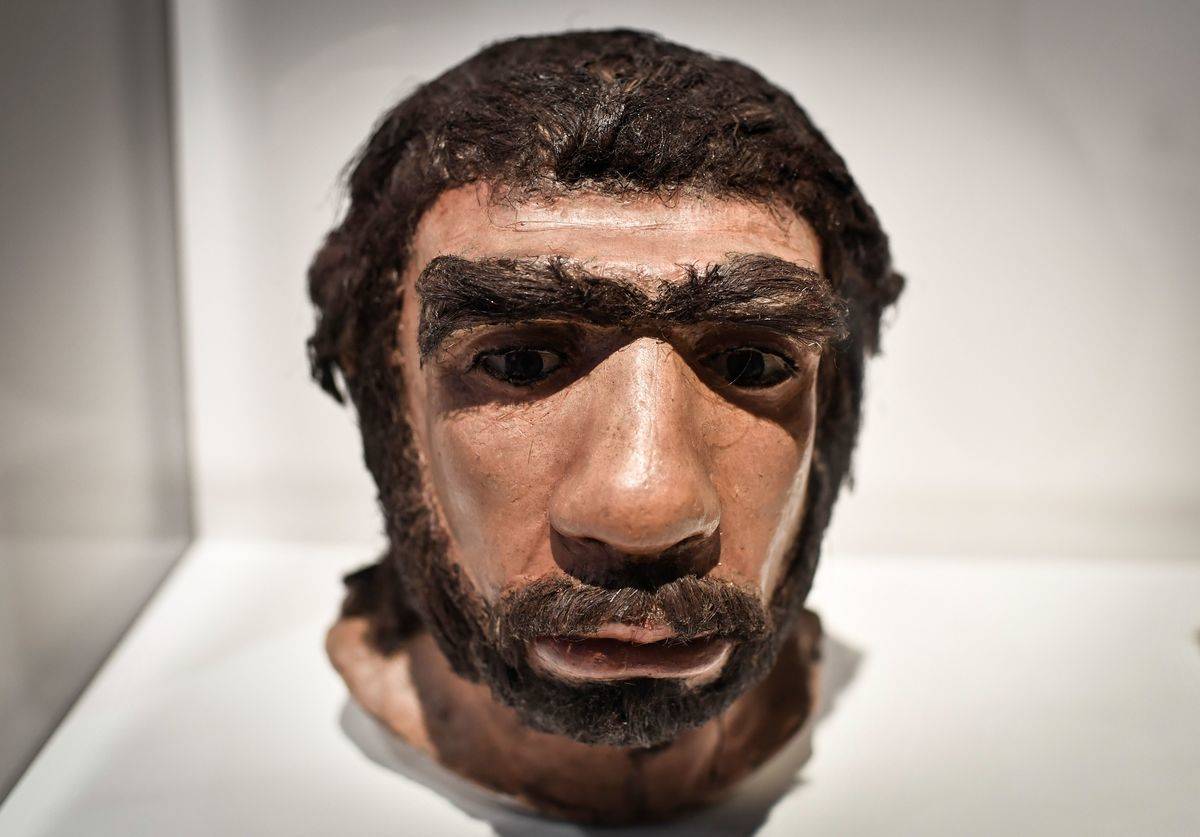 Neanderthal model A moulding displays what a Neanderthal might have looked like.