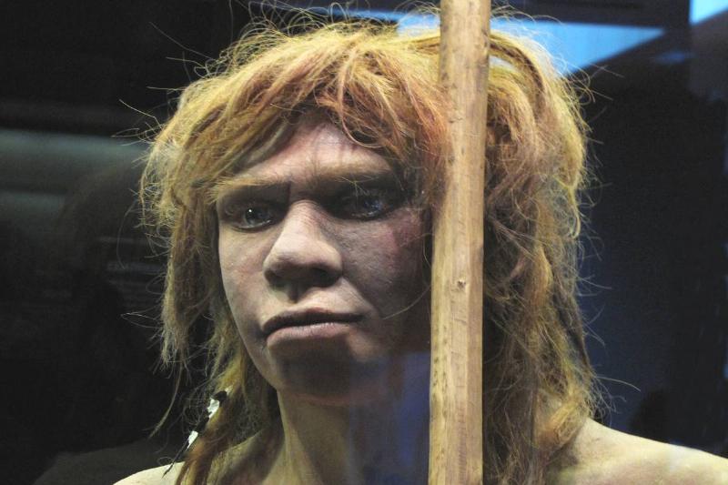 Neanderthal woman A reproduction of a Neanderthal woman is in the National Archaeological Museum in Madrid.