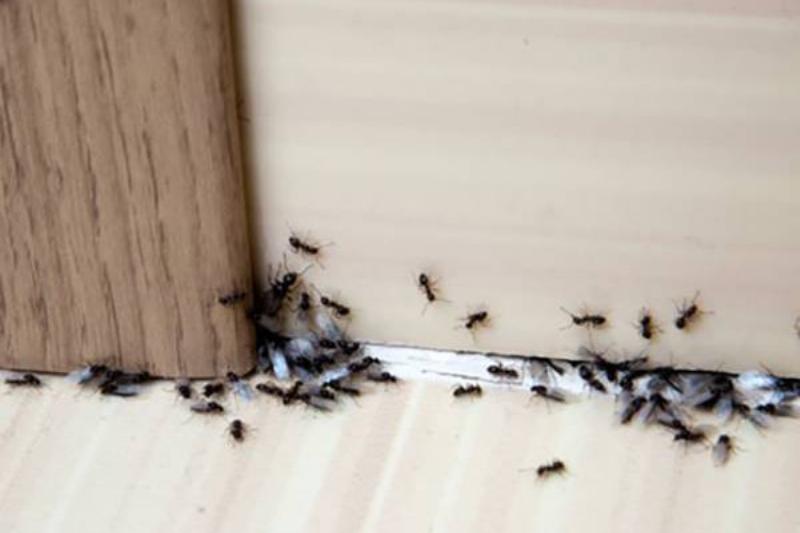 aluminum-foil-ants aluminum-foil-ants