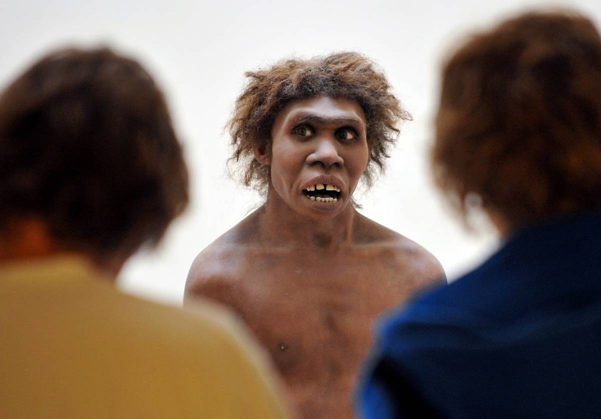 ancient human model Museum visitors look at a model that represents a Neanderthal man.