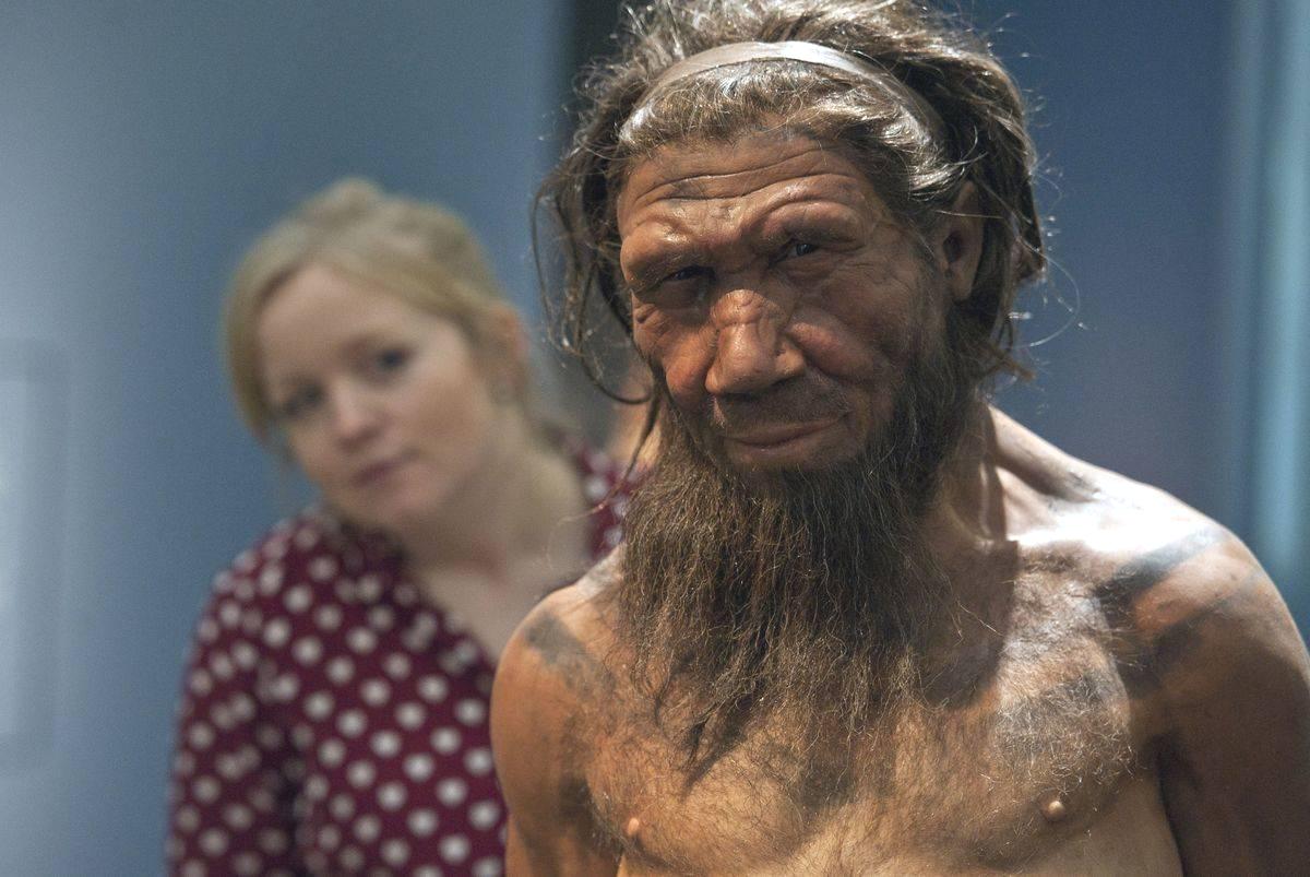 ancient human model An employee of the Natural History Museum in London looks at model of a Neanderthal male.