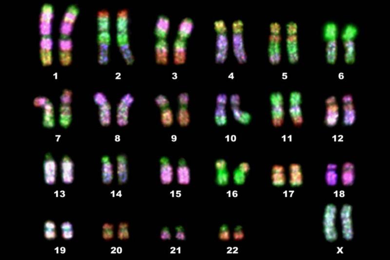 chromosomes Human chromosomes are listed from one to 22.